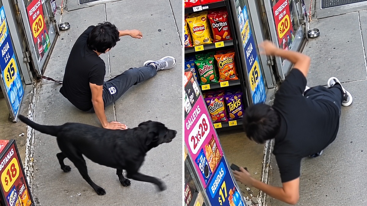 Perros